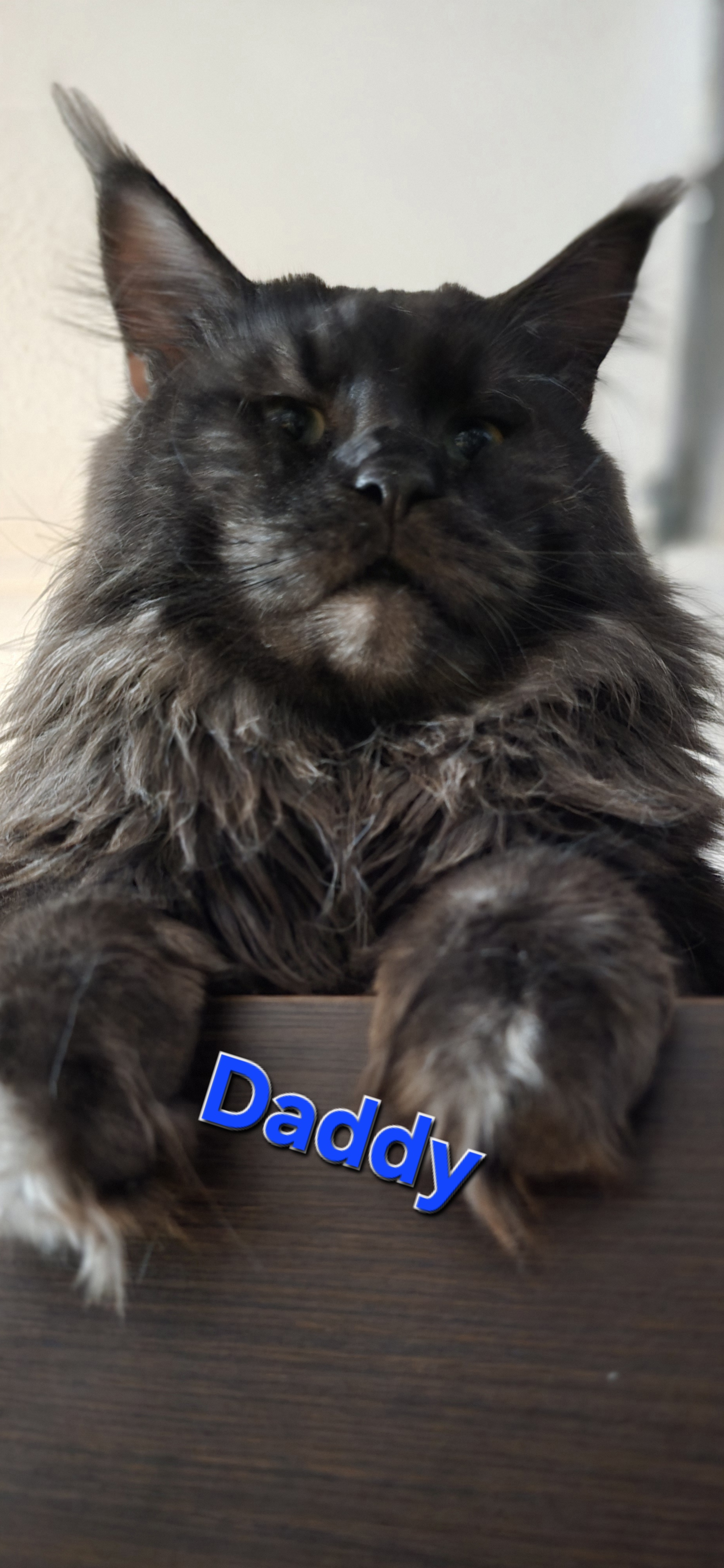 Daddy